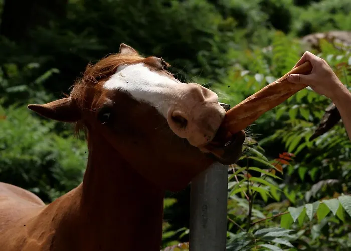 Funtana A L'ora Porto (Corsica)